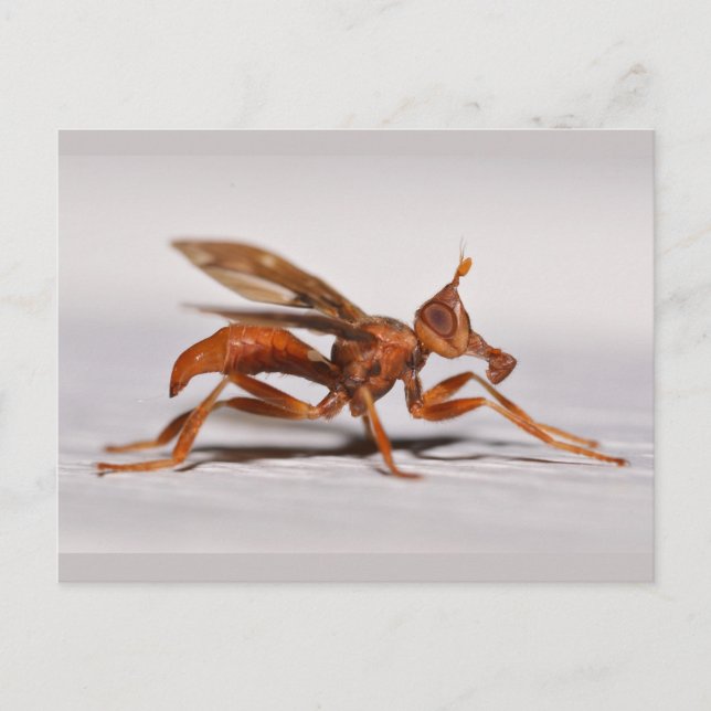 Picture-winged Fly. Postcard (Front)