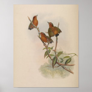 Piculet roux par John Gould Impression