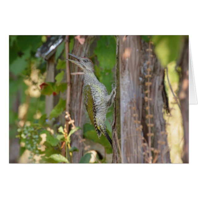 Picus Viridis - Grünspecht (Front Horizontal)