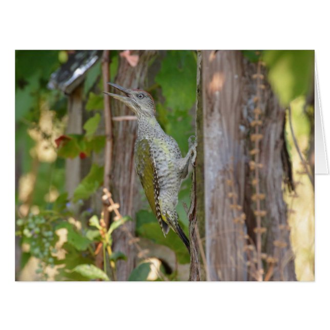 Picus Viridis - Grünspecht (Front Horizontal)