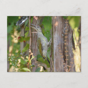 Picus Viridis - Grünspecht Postcard