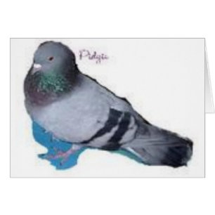 Pidgie Le Fonds Pidgie Pigeon