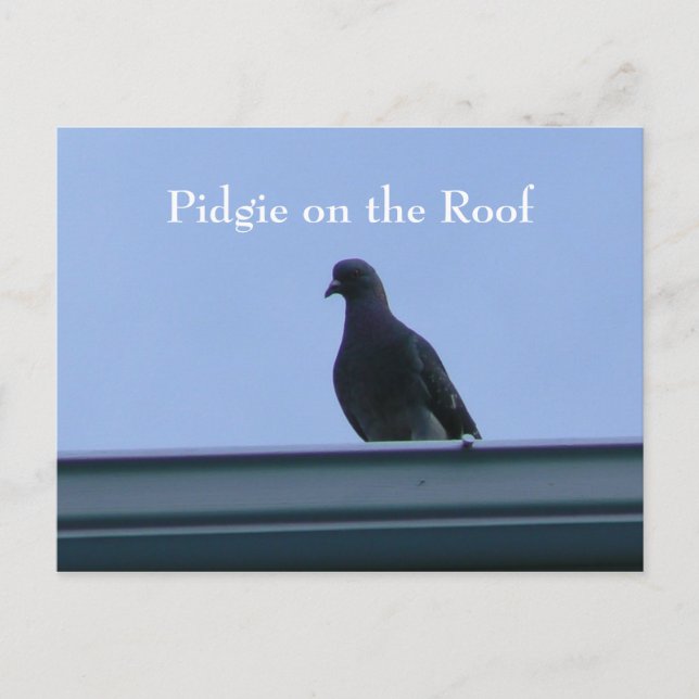 Pidgie on the Roof Postcard (Front)