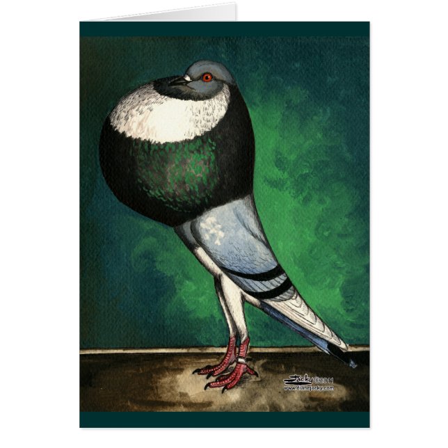 Pie bleu de tondeur de Norwich (Devant)