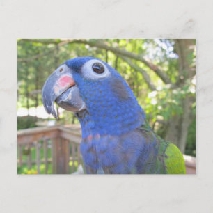 Pie The Parrot Postcard