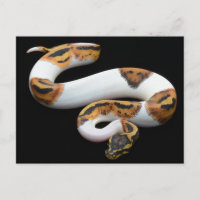 piebald ball python