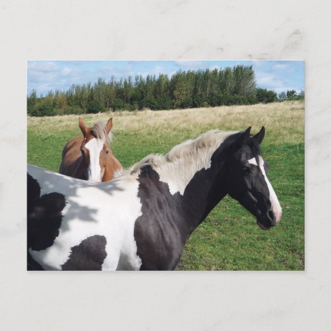 Piebald & Chestnut Horses Postcard (Front)