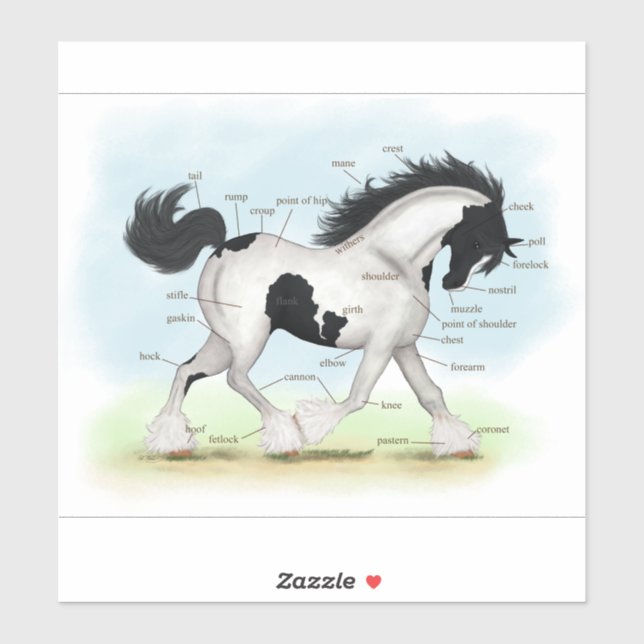 Piebald Gypsy Horse Equestrian Anatomy Chart (Sheet)
