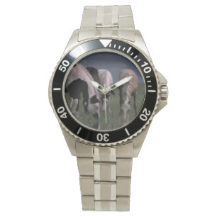 Piebald Horse Family Drinking, Mens Wrist-Watch Watch