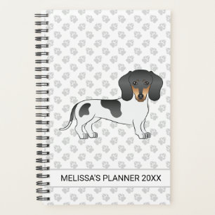 Piebald Noir Et Tan Cheveux Courte Dachshund Et Te