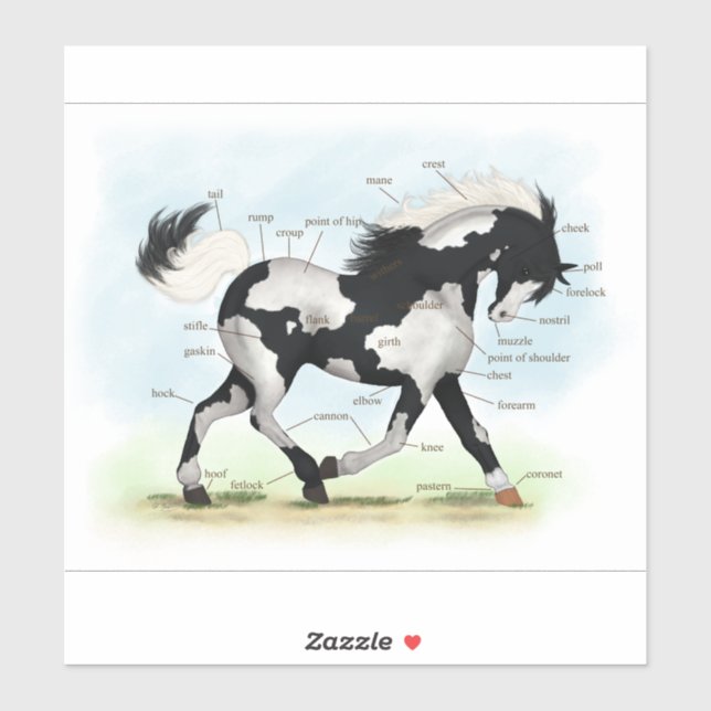 Piebald Overo Pinto Horse Equestrian Anatomy Chart (Sheet)