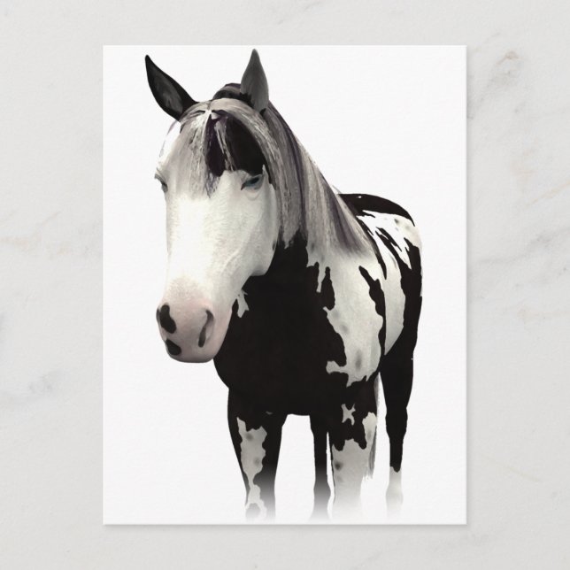 Piebald Paint Horse Art Postcard (Front)