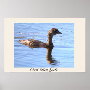 Pied-billed Grebe Bird Poster