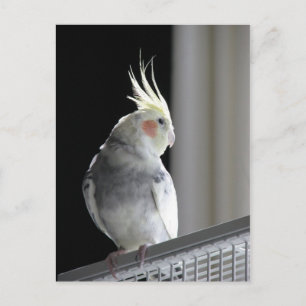 Pied Cockatiel Postcard