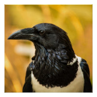 Pied Crow 20" x 20", Poster Paper (Semi-Gloss)