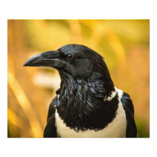 Pied Crow 24x20 Kodak Professional Photo (Satin)