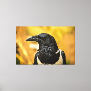 Pied Crow Large (60.00" x 39.00"), 1.5", Single Canvas Print