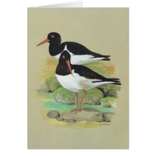 Pied Oystercatcher - Haematopus ostralegus