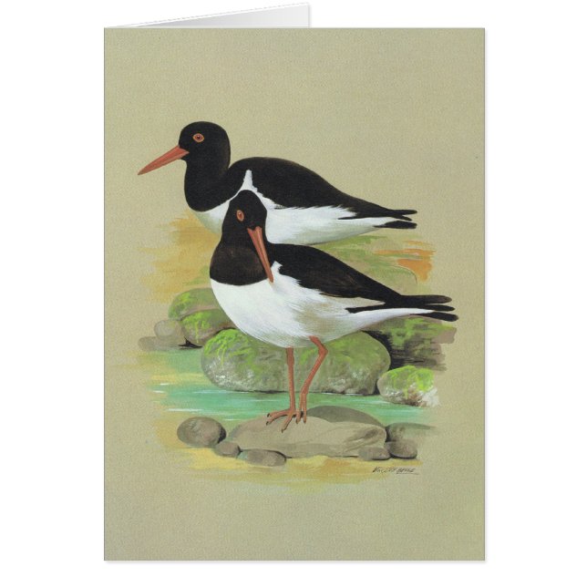 Pied Oystercatcher - Haematopus ostralegus (Front)