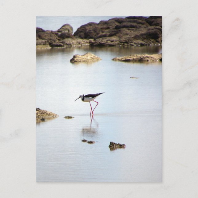 Pied Stilt Postcard (Front)