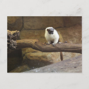 Pied Tamarin # 2 Postcard