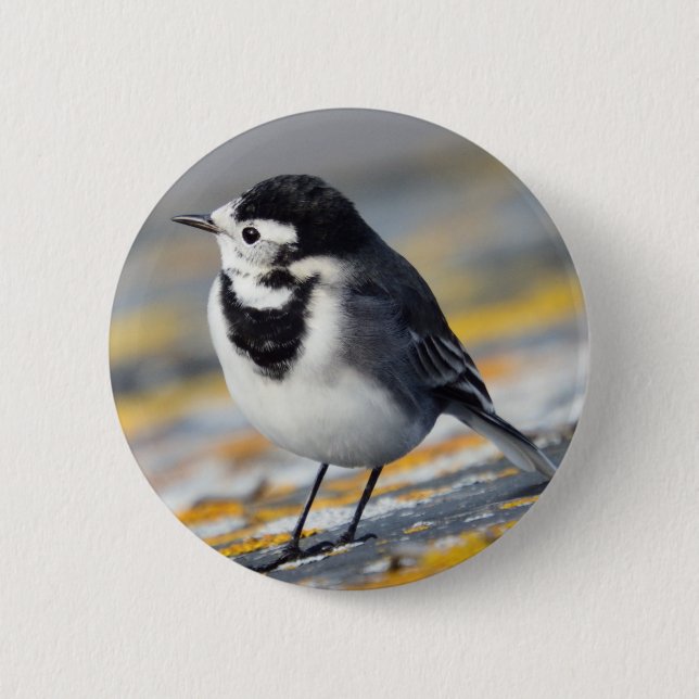 Pied Wagtail Badge 2 Inch Round Button (Front)