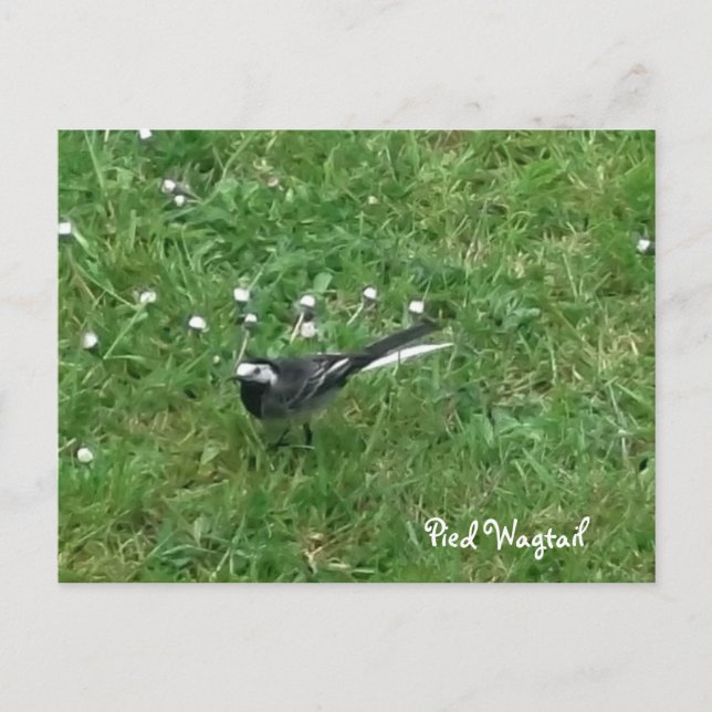Pied Wagtail Postcard (Front)