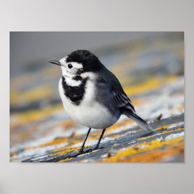 Pied Wagtail Poster (Front)
