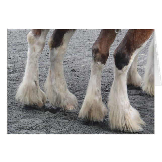 Pieds en plumes (vierges à l'intérieur) (Devant Horizontal)