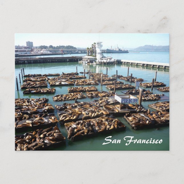 pier 39 postcard (Front)