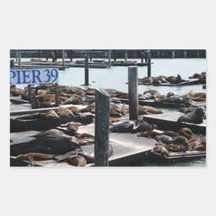 Pier 39 Sea Lions Sticker
