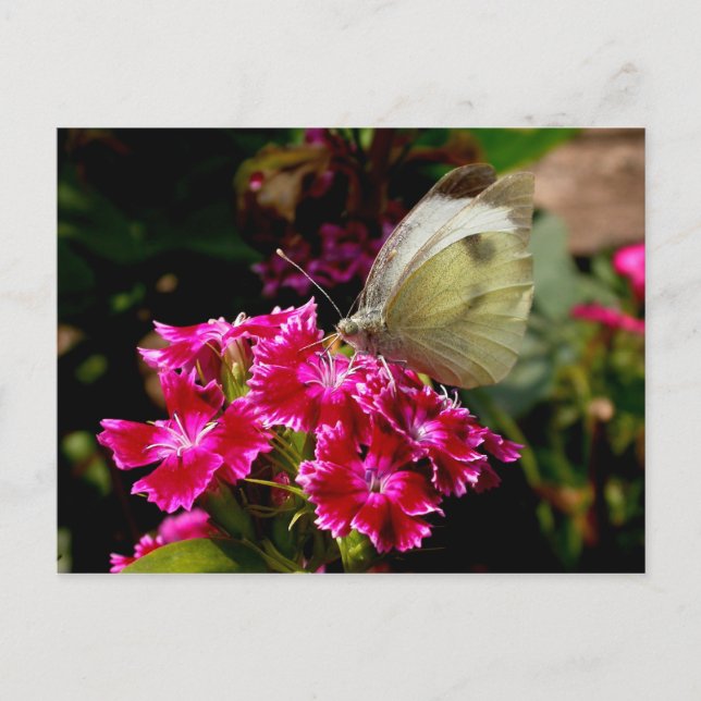 Pieris brassicae postcard (Front)