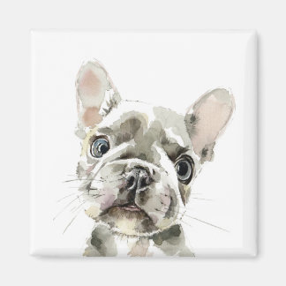 Pierre, French Bulldog puppy Magnet