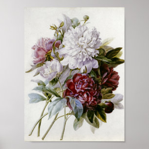 Pierre Joseph Redoute - A Bouquet Of Red Peonies Poster