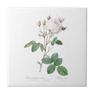 PIERRE-JOSEPH REDOUTÉ "CABBAGE ROSE" CERAMIC TILE
