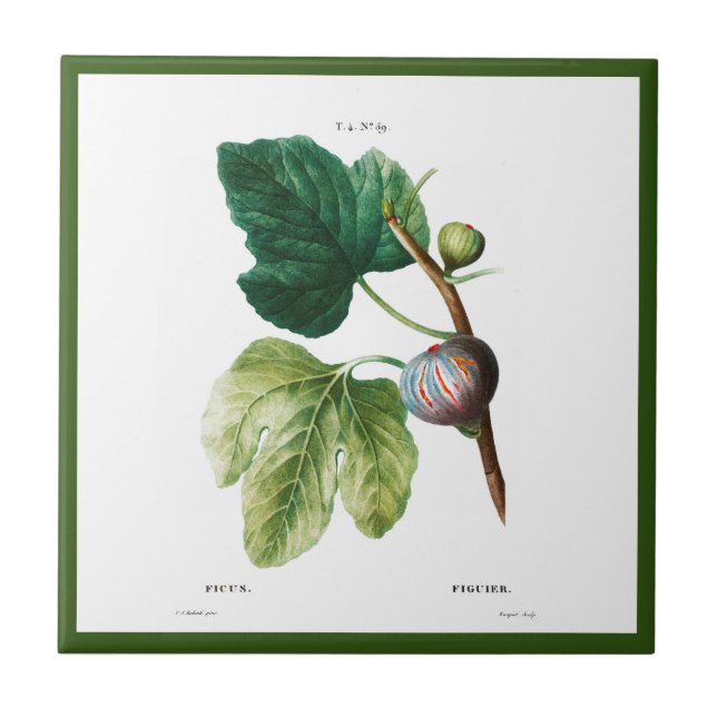 PIERRE-JOSEPH REDOUTÉ "FIGS" CERAMIC TILE (Front)