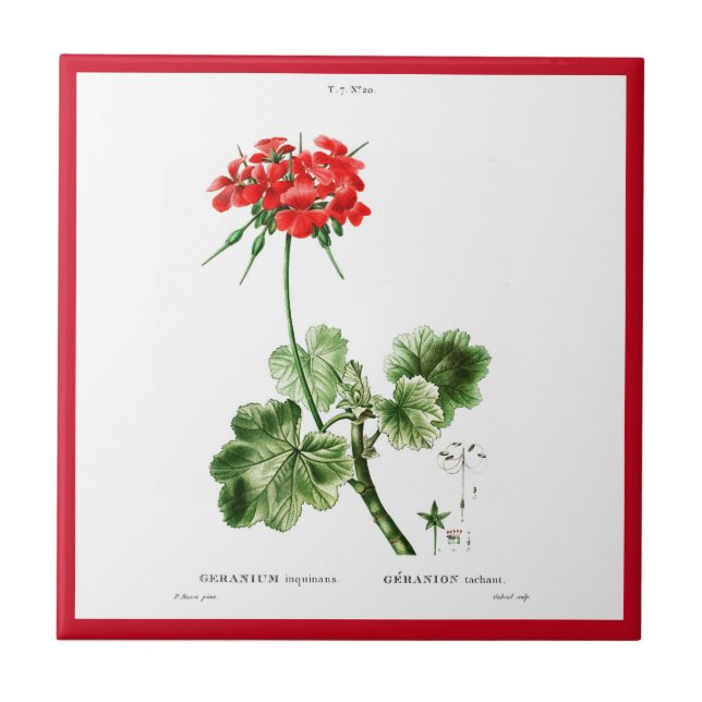 PIERRE-JOSEPH REDOUTÉ "RED GERANIUM" CERAMIC TILE (Front)