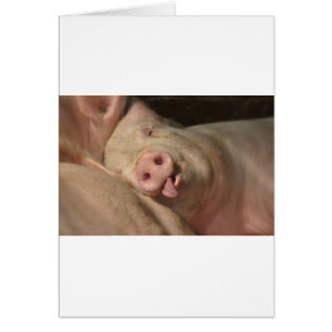 pig