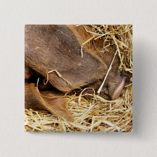 PIG 2 INCH SQUARE BUTTON