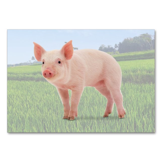 Pig ABA Tact Labelling Flashcard | Picture Card (Front)