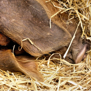 PIG BATH MAT
