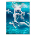 Pig beach - swimming pigs - funny pig