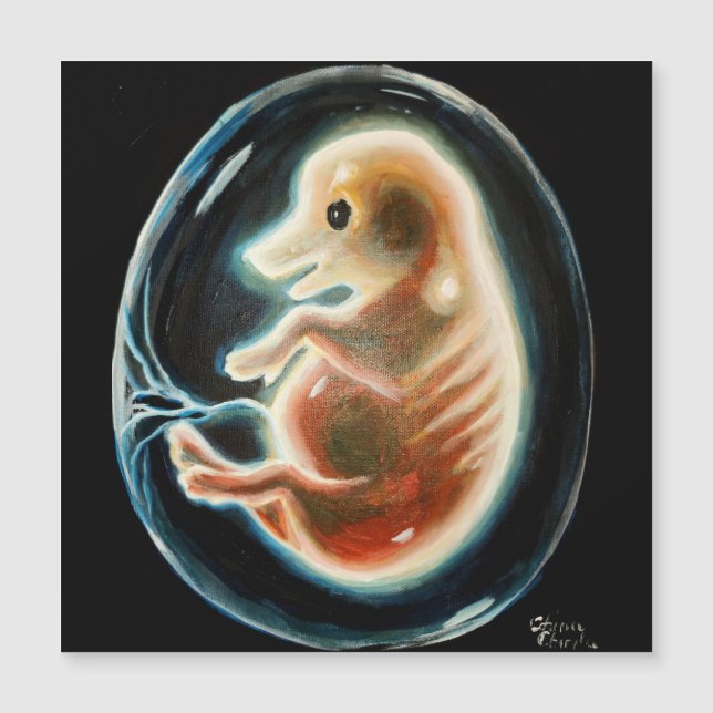 Pig embryo (Front)