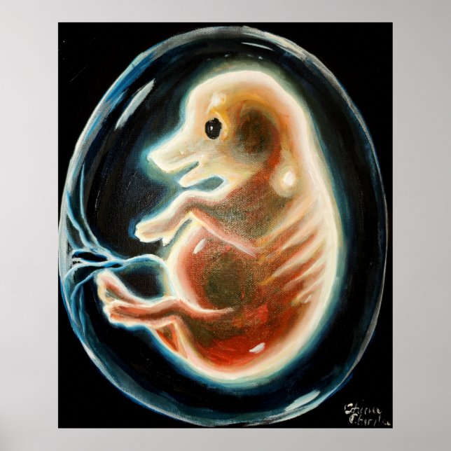 Pig embryo poster (Front)