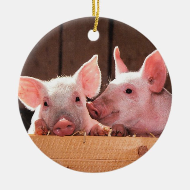 Pig Farm Piglets Ceramic Ornament (Front)