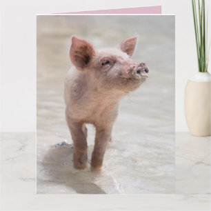 PIG HOG FUNNY BIRTHDAY CARD CARDS