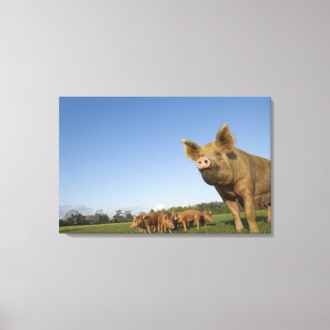 Pig in a Field Canvas Print (Front)