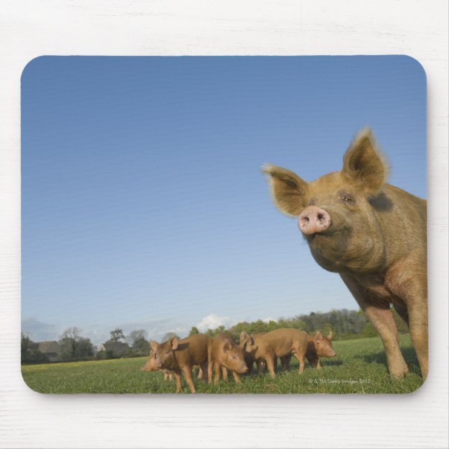 Pig in a Field Mouse Pad (Front)
