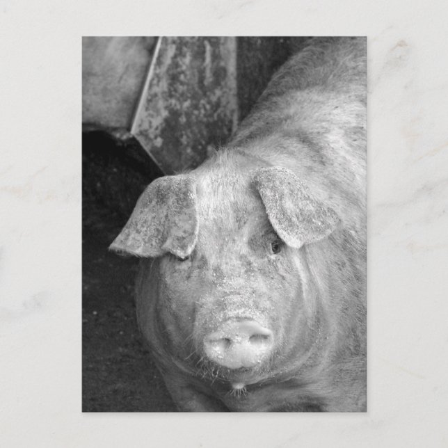 Pig in Black and White Postcard (Front)