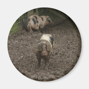 Pig in mud magnet
